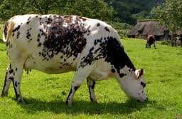 cow